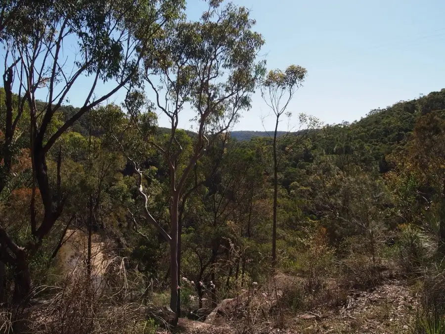 Eucalyptus bushland on a walking track in Warrimoo
